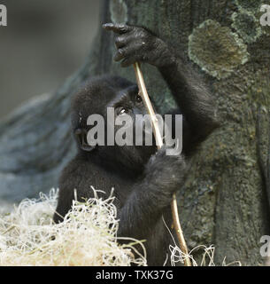 Nora, près de deux ans, la gorille de plaine de l'ouest, joue dans Brookfield Zoo's Tropic monde : l'Afrique, de l'habitat le 7 octobre 2015 dans la région de Brookfield, l'Illinois. Nora, qui est née au zoo, fait partie d'un groupe de quatre générations. Les gorilles de plaine de l'Ouest sont en danger critique d'extinction en raison principalement de la chasse commerciale pour la viande de brousse, les maladies telles que le virus Ebola, ainsi que le commerce des animaux de compagnie illégale et la destruction de l'habitat de l'exploitation forestière. Photo de Brian Kersey/UPI Banque D'Images