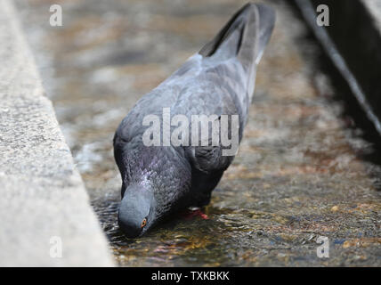 Freiburg, Allemagne. 25 Juin, 2019. Un pigeon boit de l'eau dans un ruisseau à Freiburg. Crédit : Patrick Seeger/dpa/Alamy Live News Banque D'Images