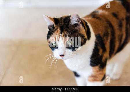 Curieux Chat Calico Marche Sur Haut De Billard Table De Billard Substitution Rompant Avec Paw White Ball Jeu De Boules De Billard Situe Dans Salle De Sejour De La Maison Photo Stock