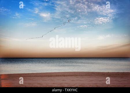 Coucher de soleil sur la plage, les oies volent au sud Banque D'Images