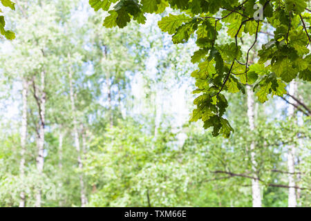 Vert feuilles de chêne en forêt en journée ensoleillée avec bouleaux floue sur l'arrière-plan (l'accent du rameau de chêne au premier plan) Banque D'Images