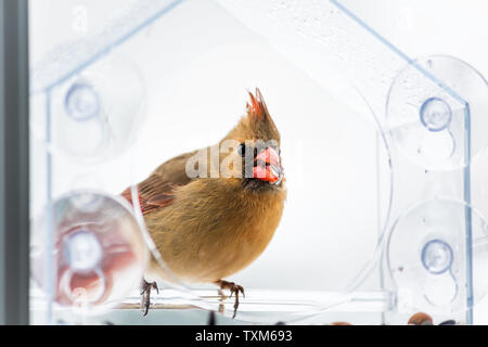 Femelle, Rouge Cardinal rouge Cardinalis oiseau perché sur la fenêtre de verre en plastique de l'alimentation du convoyeur avec fissuration graines pendant l'hiver dans la neige bec Virginia Banque D'Images