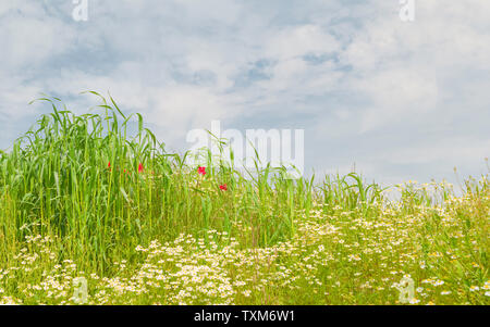 Fleurs sauvages, coquelicots et marguerites, la danse dans le vent sur une belle matinée ensoleillée le long de Minster, Beverley, Yorkshire, UK. Banque D'Images