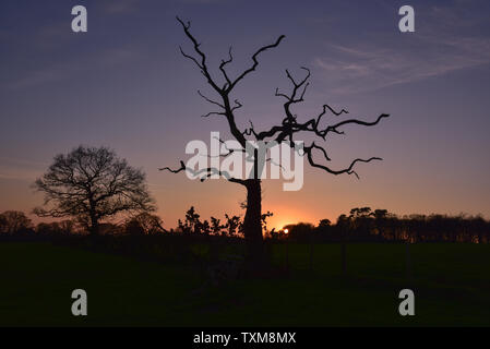 Arbre mort au coucher du soleil Banque D'Images