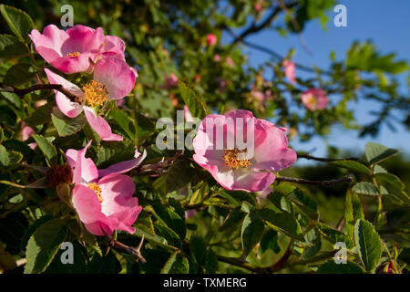 Fleurs de Sweet Briar, Rosa rubiginosa ou Eglantine, une rose sauvage Banque D'Images