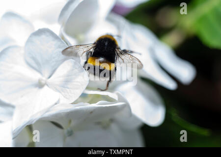 Bombus recherche de pollen sur des fleurs d'hortensias Banque D'Images
