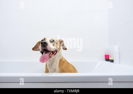 Funny mignon chien profiter de la baignoire. Prendre soin des animaux de compagnie à la maison concept : Staffordshire terrier obéissant formés se trouve dans une baignoire blanche Banque D'Images