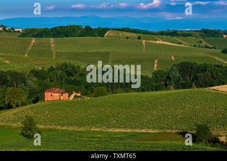 Merveilleux vignobles et de bois sur le Montalbera Colline situé dans la municipalité de Castagnole Monferrato Piémont Italie, le ciel est bleu Banque D'Images