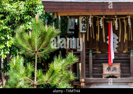 Kyoto, Japon - 10 Avril 2019 : Hirano jinja entrée de l'édifice dans le parc jardin avec avant-plan d'arbre de pin vert Banque D'Images