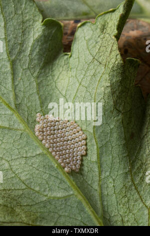 Les œufs les plus susceptibles d'Vaporer, espèce d'Orgyia antiqu fraîchement posées, sur la face inférieure des feuilles de pavot, par femelle sans ailes Banque D'Images