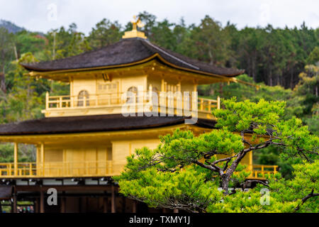 Gros plan du Temple Kinkakuji ou le pavillon d'or, un temple Kandamyojin bouddhiste Zen à Kyoto, au Japon avec l'arbre en premier plan Banque D'Images