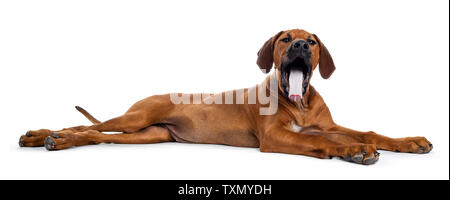 Mignon weaten Rhodesian Ridgeback puppy fixant côté. Le bâillement avec la langue. Isolé sur fond blanc. Banque D'Images
