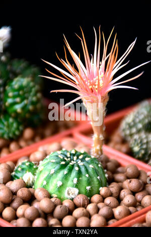 Lobivia spp. avec shinshowa style fleur orange sur fond sombre. Banque D'Images