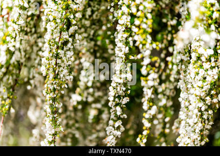 Kyoto, Japon blanc pleureur pendaison cherry blossom tree in spring sakura avec jardin d'arrière-plan flou flou avec des couleurs vert et jaune Banque D'Images