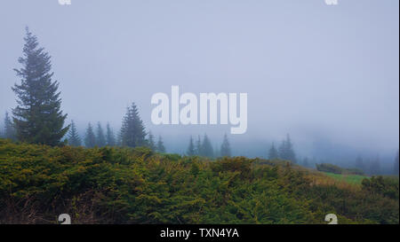 Matin brumeux dans les Carpates avec des conifères dans la brume. Saison sombre paysage brumeux. Banque D'Images