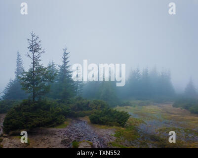 Jour de pluie dans les montagnes. Paysage sombre avec prairie boueuse et brume sur la forêt de sapins. Banque D'Images