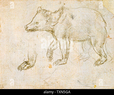 Croquis de Léonard de Vinci, A Bear Walking, dessin vers 1482 Banque D'Images