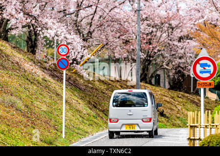 Kyoto, Japon - 10 Avril 2019 : quartier résidentiel de printemps avec la chute des pétales de cerisiers en fleurs en avril sur rue avec voiture Banque D'Images