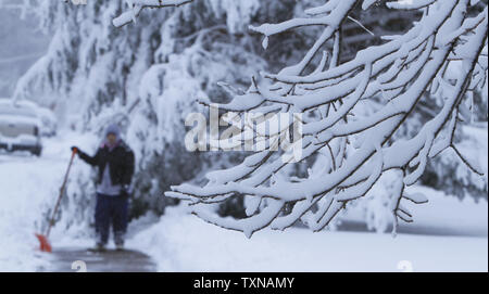 Une neige mouillée s'accroche à des branches d'arbre comme résidents commencer le déneigement après une nuit de tempête d'hiver continue à Denver le 24 mars 2010. C'est la deuxième tempête depuis le printemps a officiellement commencé. UPI/Gary C. Caskey Banque D'Images