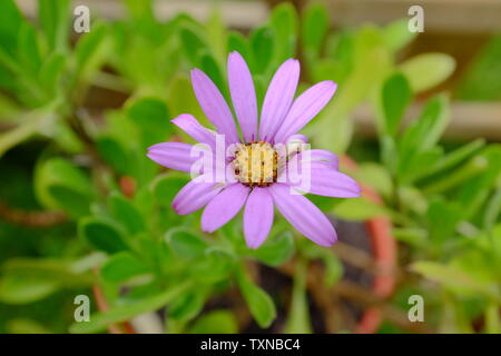 Rose belle Ostéospermum (African daisy) fleur sur une journée de printemps ensoleillée. Banque D'Images