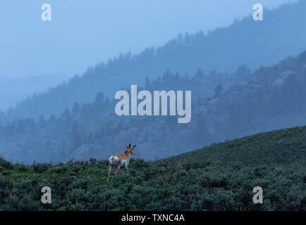 Dans la vallée de Lamar, l'antilope, le Parc National de Yellowstone, Wyoming, USA Banque D'Images