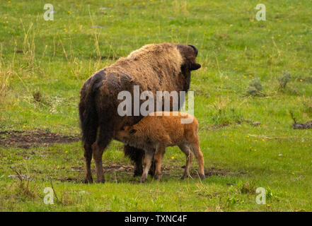 L'alimentation des veaux de bison dans la vallée de Lamar, Yellowstone National Park, Wyoming, USA Banque D'Images