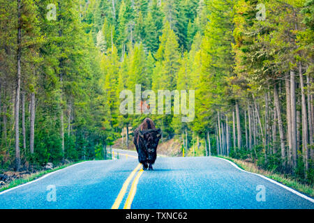 Marche sur route à Bison Yellowstone National Park Banque D'Images