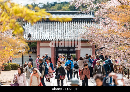 Kyoto, Japon - 10 Avril 2019 : cherry blossom tree fleurs sakura à l'entrée du Temple Ninna-ji avec les gens touristes marcher Banque D'Images