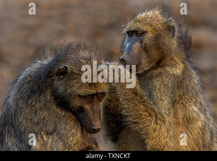 Des babouins Chacma chaque toilettage autres, Kruger National Park, Afrique du Sud Banque D'Images