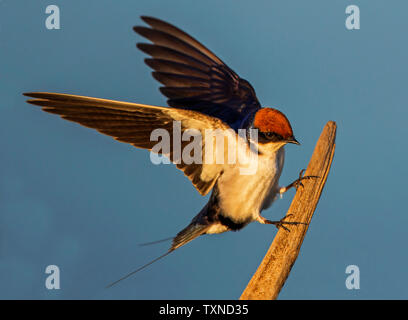 Wire-tailed swallow atterrissage sur fencepost, side view, Kruger National Park, Afrique du Sud Banque D'Images