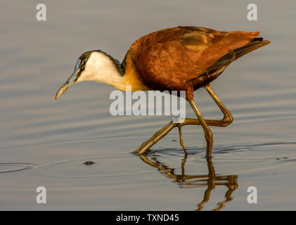 African jacana chasse en lac, vue de côté, Kruger National Park, Afrique du Sud Banque D'Images