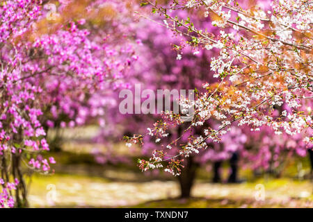 Le Japon, Kyoto purple pink azalea et fleurs fleur de cerisier sakura arbre au Temple Ninna-ji jardin libre Banque D'Images