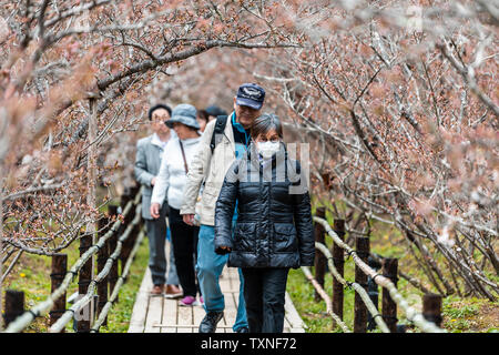 Kyoto, Japon - 10 Avril 2019 : fin des fleurs de Sakura Ninna-ji avec deux ou trois personnes touristes marche sur chemin Banque D'Images