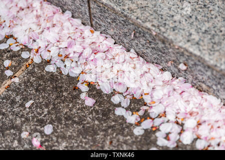 Quartier résidentiel de Kyoto en gros plan du printemps en avril au Japon de nombreux agents pétales rose fleur de cerisier sakura Banque D'Images