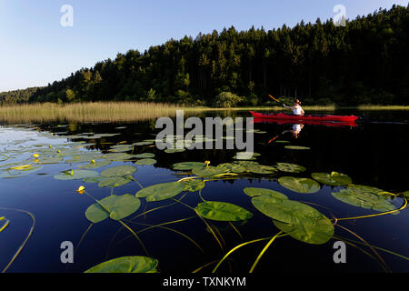 Une bonne femme athlétique kayak au coucher du soleil sur un lac parmi les fleurs de lotus Banque D'Images