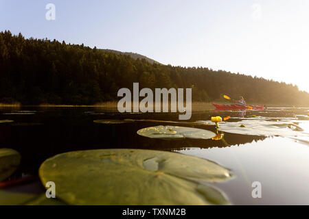 Une bonne femme athlétique kayak au coucher du soleil sur un lac parmi les fleurs de lotus Banque D'Images