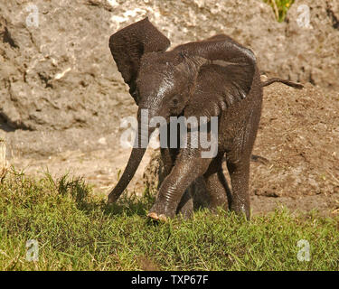 Le Nov 15, 2004 à Disney's Animal Kingdom près d'Orlando, Floride, Kianga, une femelle éléphant africain, qui pesait 230 livres à la naissance le 6 juillet 2004, bénéficie d'un instant ludique dans la savane dans le parc à thème. Kianga est la deuxième elephant d'être né en captivité au royaume animal. (Photo d'UPI /Marino/Cantrell) Banque D'Images