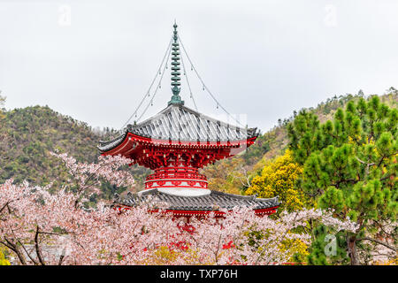 Kyoto, Japon sakura cherry blossom trees flowers in garden park et Shingyo-Hoto la pagode rouge Tour bâtiment Banque D'Images