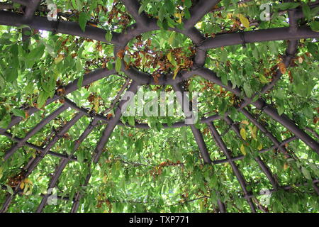 Pergola recouverte de plantes vertes Banque D'Images