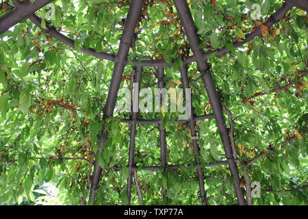 Pergola recouverte de plantes vertes Banque D'Images