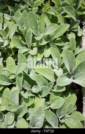 Les grandes oreilles l'oreille d'Agneau Stachys byzantina, comtesse Helen von Stein, woolly hedgenettle, Stachys lanata, Stachys olympica. Banque D'Images