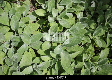 Les grandes oreilles l'oreille d'Agneau Stachys byzantina, comtesse Helen von Stein, woolly hedgenettle, Stachys lanata, Stachys olympica. Banque D'Images