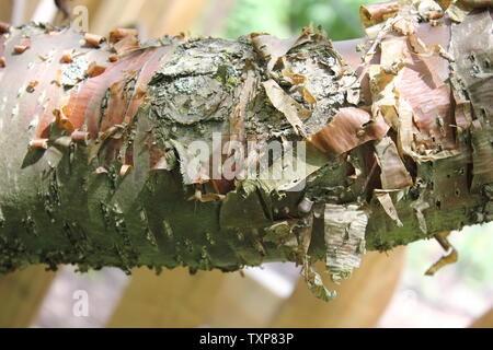 L'écorce de couleur ambre de la Chine Pekin Show, lilas Syringa pekinensis. Banque D'Images