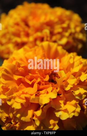 Orange Jaune Zinnia elegans fleur en pleine floraison au jardin de la communauté locale. Banque D'Images