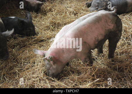 Les porcs domestiques Sus scrofa domesticus traîner dans leurs têtes de porcs à la ferme. Banque D'Images