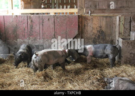 Les porcs domestiques Sus scrofa domesticus traîner dans leurs têtes de porcs à la ferme. Banque D'Images