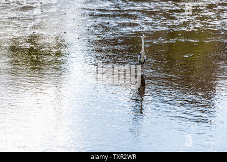 Rivière Kamo et héron cendré oiseau dans Kyoto, Japon pataugeant avec reflet bleu dans l'eau Banque D'Images