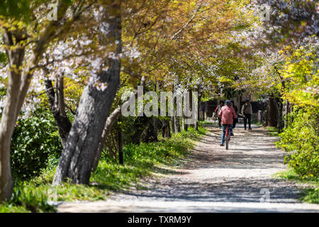 Uji, JAPON - 14 Avril 2019 : Trail Road Chemin de la rue au printemps en village traditionnel avec des personnes équitation balades vélos par cherry blossom tree sakrura Banque D'Images