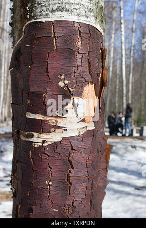 Le tronc d'arbre sans écorce de bouleau noir-argenté dans le parc d'hiver Banque D'Images