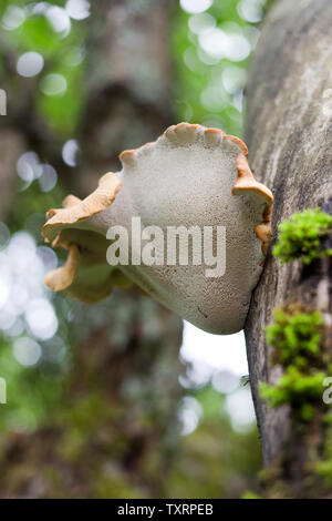 Polypore champignons grand sur le pommier Banque D'Images